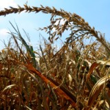 1808F 172 Haidenaab Radweg